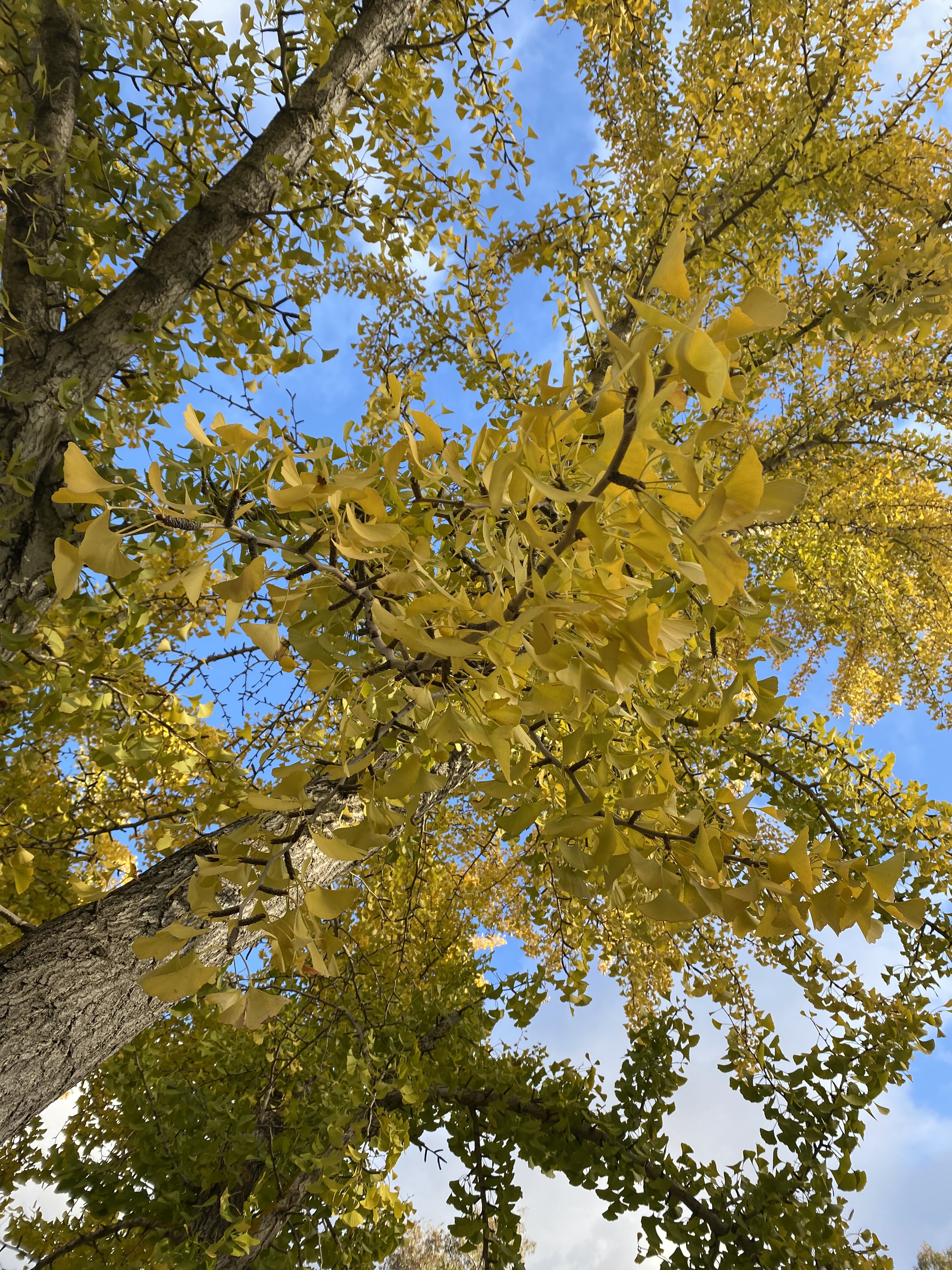 More Ginkgo